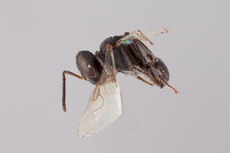 [Trigonisca female (lateral/side view) thumbnail]